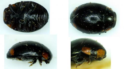 Réf. 252 469 : Hyperaspis sp.
